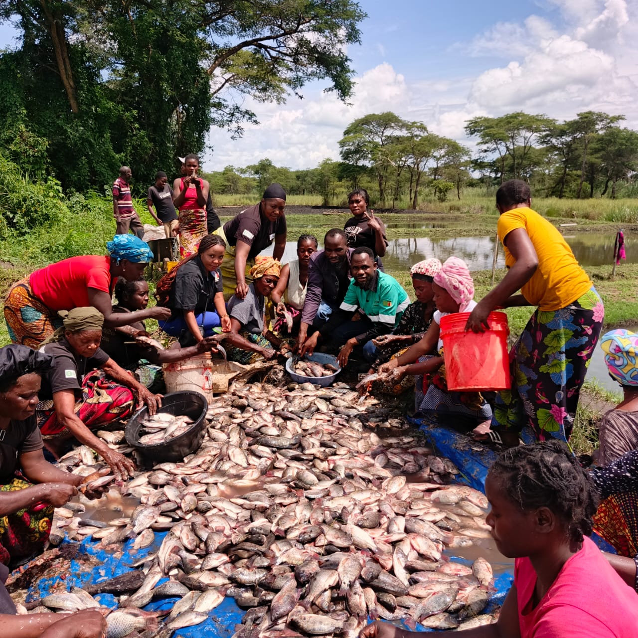 Kagem-Backed Chitete Fish Farm Expands, Boosting Food Security in Lufwanyama